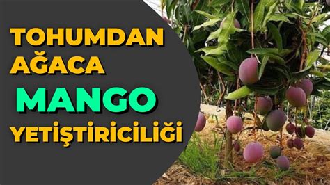 mango tohumu nasıl dikilir
